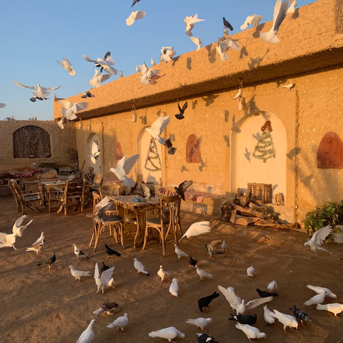 Shot of Flock of Pigeons in Siwa, Egypt